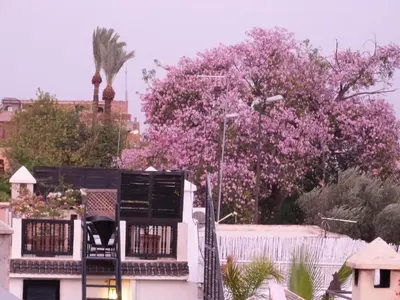 a view of a city with pink trees at Riad Manissa in Marrakech