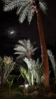 a group of palm trees in a park at night at Très joli Appart à la palmeraie coup de cœur in Marrakech