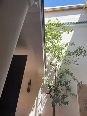a plant in the corner of a room with a window at RIAD ALGHANI in Marrakech