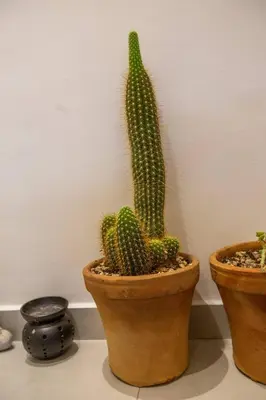 two cactus plants in a pot next to a wall at Jardin Majorelle Cozy Apartment in Marrakech