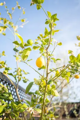 a lemon tree with a bunch of fruits on it at Riad IMPERIA in Marrakech