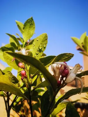 a plant with green leaves and red berries on it at Riad El Badii chambre queen size Badii in Marrakech