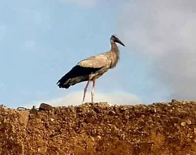 a bird standing on top of a wall at Riad El Badii chambre twin Bahia in Marrakech