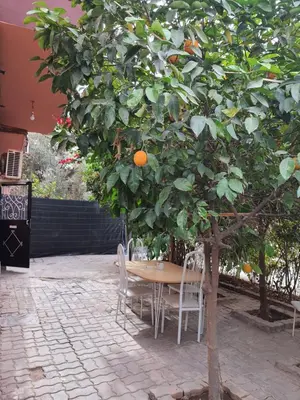 a table and chairs under an orange tree at Marrakech in Marrakech