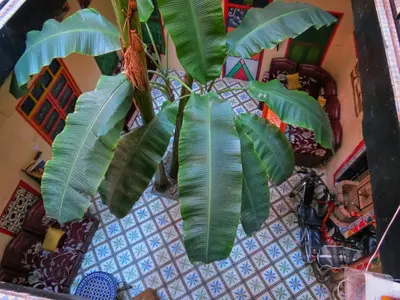 a plant with large green leaves in a room at Riad Espagne in Marrakech
