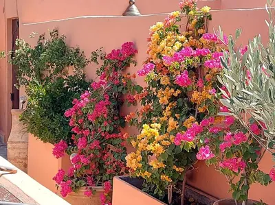 a bunch of flowers on a wall at Riad Sophora - Peaceful Heaven in Marrakech in Marrakech