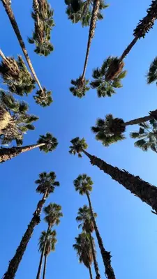 a group of palm trees against a blue sky at Studio au centre in Marrakech