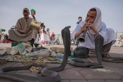 a man sitting on the ground next to a group of snakes at Merveilleuse Marrakech! in Marrakech