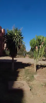 two palm trees in a field with a street at Angel Appartement in Marrakech