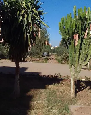 two palm trees are next to a road at Angel Appartement in Marrakech