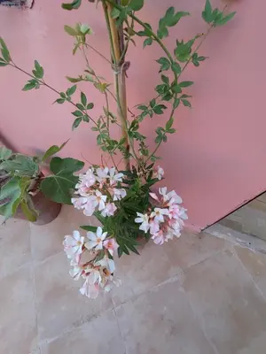 a bunch of flowers in a vase on the floor at maison noé , residence al quaria ab40 in Marrakech