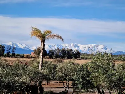 a palm tree in a field with mountains in the background at Villa avec piscine chauffée & privée, 3 chambres in Sraghna