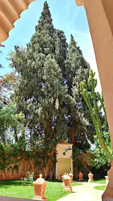 a large tree in a yard with two chairs at Barthélemy Guest House in Marrakech