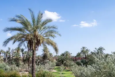 a palm tree in the middle of a field at Villa les Palmiers in Marrakech