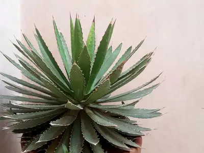 a green plant in a pot next to a wall at Riad Nour, Maison de charme. in Marrakech
