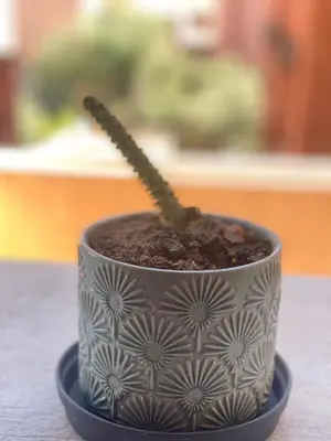 a black and white cup with a stick in it at Luxury apart à Gueliz Marrakech in Marrakech