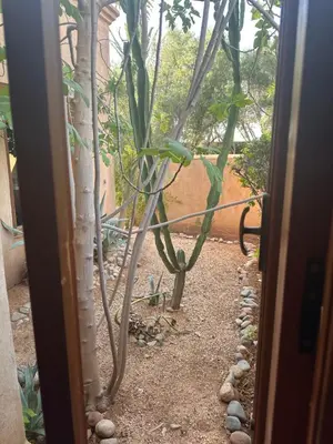 a view of a plant through a door at Palais FARAH in Marrakech