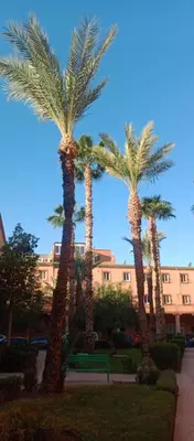 a group of palm trees in front of a building at Riad Nour Resorts in Marrakech
