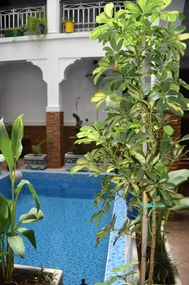 a couple of trees next to a swimming pool at Riad Dar Alamane in Marrakech