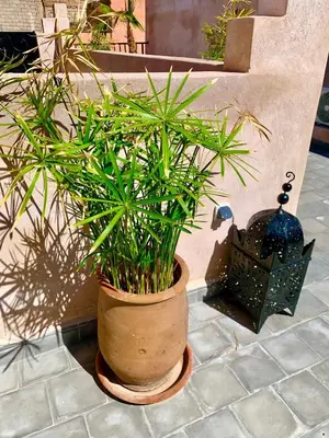 a plant in a pot sitting on a tile floor at Riad Rosita 4 chambres in Marrakech