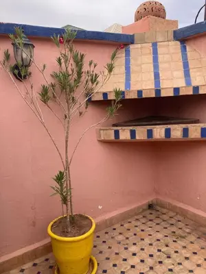 a plant in a yellow pot next to a wall at Riad Lalla Aicha -Piscine, 3 suites climatisées & terrasse in Marrakech