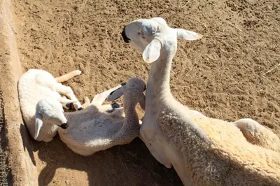 two baby lambs are laying on the dirt at THE FARM LODGES & Private pool in Marrakech