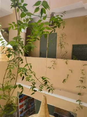 a plant in a room with a hanging plant at Medina Oasis Hostel in Marrakech