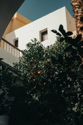 an orange tree in front of a white building at NOSADE Venue in Marrakech