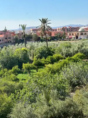 a field of bushes and trees with buildings in the background at Appartement Zazat in Marrakech