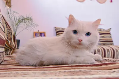 a white cat laying on top of a bed at Oasis Medina Hostel in Marrakech