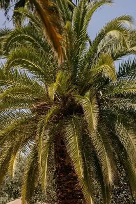 a palm tree in front of a blue sky at Riad El Khaeir - Piscine, Hamam & Spa in Marrakech