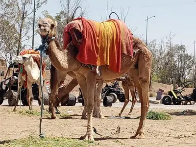 a camel standing in a field with a cow at Quad Marrakech in Marrakech