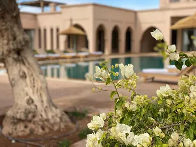 a plant with white flowers in front of a pool at Luxury Villa Rêve D'ahlam à MARRAKECH in Oulad Boudene
