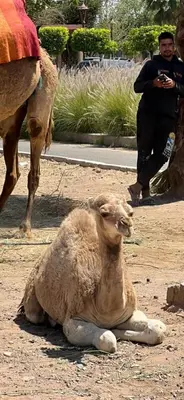 a camel sitting on the ground next to a man at Appartement à Marrakech Babylon 2 Hivernage in Marrakech