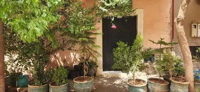 a bunch of potted trees in front of a door at Appartement Riad 5min à pied de l'aéroport in Marrakech