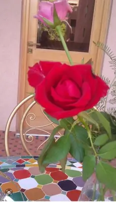 a red rose in a vase on a table at Ykar in Marrakech