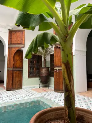 a plant in a vase next to a pool at Riad Panthera, Médina in Marrakech