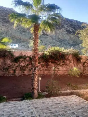 a palm tree in front of a brick wall at Your right choice in Marrakech