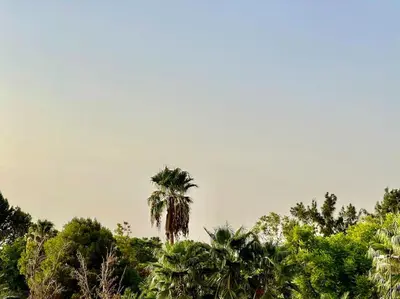 a palm tree on top of a hill with trees at Triplex spacieux et familial avec une vue panoramique in Marrakech