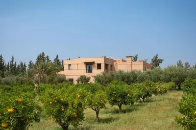 a field of orange trees with a building in the background at Villa Tamari in Marrakech