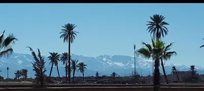 a group of palm trees in front of a mountain at Maison D'hôte Dar ALBIDAWI in Marrakech