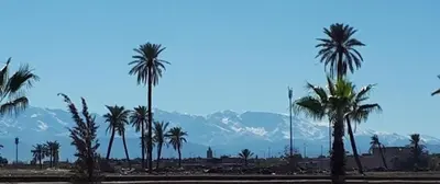 a group of palm trees with mountains in the background at Maison D'hôte Dar ALBIDAWI in Marrakech