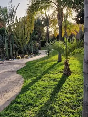 a palm tree in the grass next to a sidewalk at Dar Ou Bahssou in Marrakech