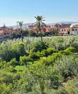 a field of plants with buildings in the background at Hosted by Zakia in Marrakech