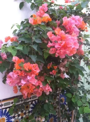 a bunch of flowers hanging from a wall at Riad Charij in Marrakech