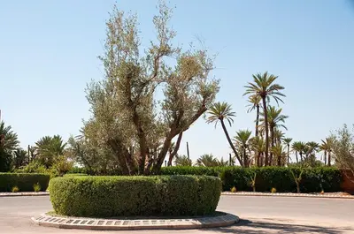 a tree in a bush in the middle of a street at Palacio Hôtel Condominium Marrakech in Marrakech