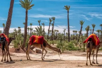 three camels in the desert with palm trees at L'Eden Suite - Marrakech Centre in Marrakech