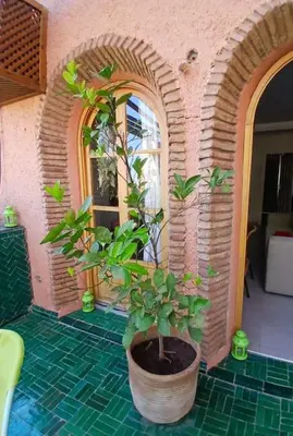 a house with a potted plant in a room at Appartement Palmeraie avec terrasse in Marrakech