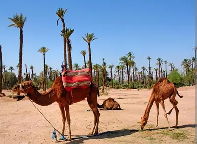 a camel tied to a palm tree in the desert at Duplex tres beau avec wifi in Marrakech