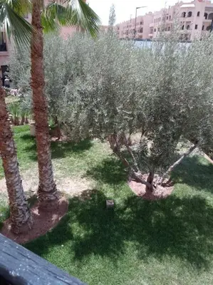a group of trees in a yard with palm trees at Cosy Apartment with 5 pools in Marrakech
